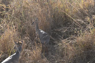 DSC_3776 (Large).JPG